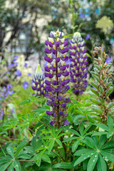 Blue-violet flower of Lupinus polyphyllus Yellow Shades inflorescence in the park. Vertical or portrait photo of a flowering perennial plant in a garden. Close-up. Landscaping.