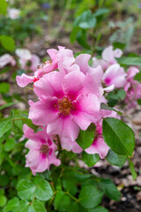 Beautiful blooming buds or inflorescences of a Rosa floribunda See you in pink close-up. Photo for the catalog of plants of the garden center or plant nursery. Persian hybrid.