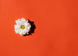 one white flower on a red background