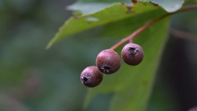 Wild Service Tree fruit set, ripening (Sorbus torminalis) - (4K)