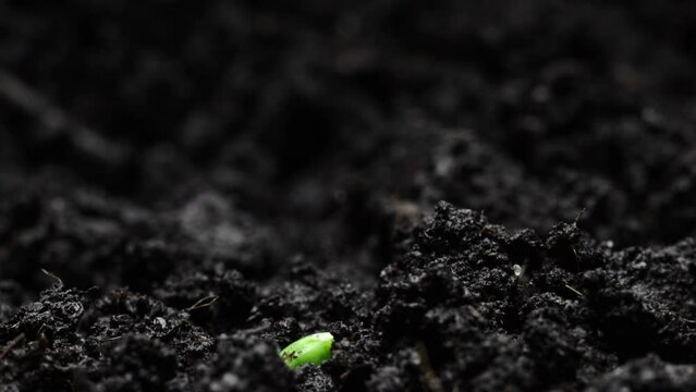 Growing plants Timelapse Pea Sprouts Germination Healthy Food Concept