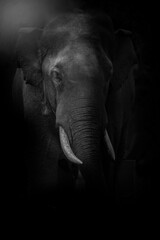 Elephant face Wild animals, Black and white
