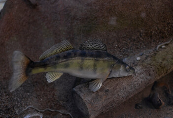 Freshwater fish walleye (Sander lucioperca) on a rocky bottom hunts for prey. Underwater...