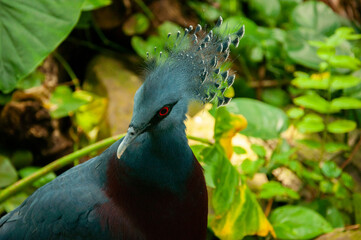 crowned dove blue bird 