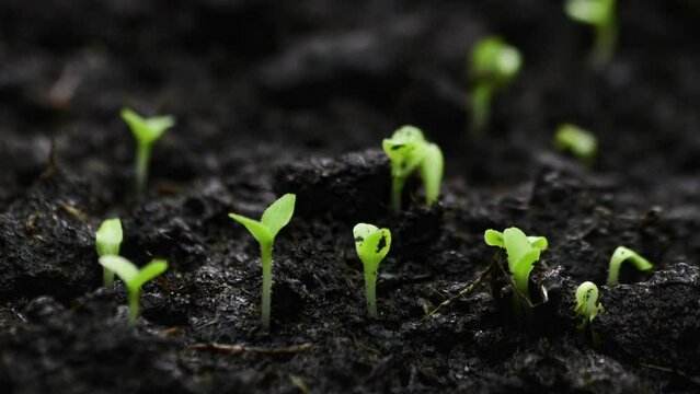 Growing plants Timelapse Salad Sprouts Germination Healthy Food Concept