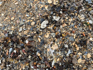 garbage after the surf on the seashore