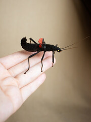peruvian stick insect (Peruphasma schultei) exotic pet insects