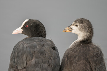 Coot adult and juvenille close up