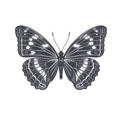 Butterfly isolated on white background. Vector