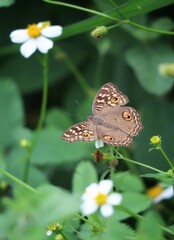 lemon pansy butterfly on a flower plant