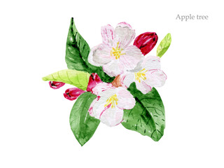 Watercolor illustration of apple blossoms isolated on a white background. Botanical drawing for the decoration of postcards, posters and banners.