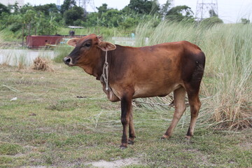 Obraz premium Cow grazing on a meadow, a cow standing on a farmland