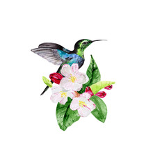 A hummingbird and a branch of a flowering apple tree, isolated on a white background. Watercolor botanical drawing for the design of posters, postcards, stationery and textiles.