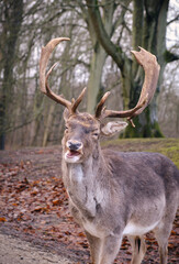a Wild danish Red Deer with Big horns