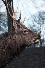 a Wild danish Red Deer with Big horns