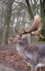 a Wild danish Red Deer with Big horns