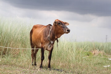 Cow grazing on a meadow, a cow standing on a farmland