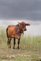Brown grazing on a meadow, cow standing on a grassland