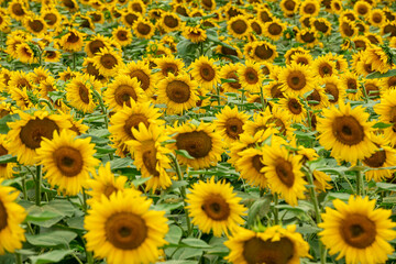 field with blooming sunflowers