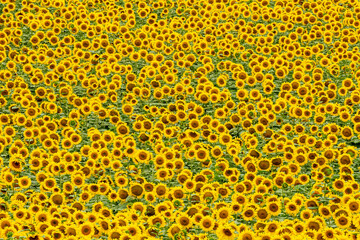 field with blooming sunflowers