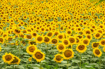 field with blooming sunflowers