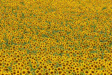 field with blooming sunflowers