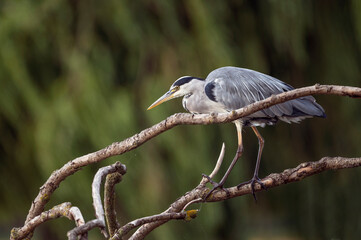 Grey Heron out hunting