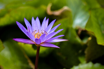 Bees are pollinating purple lotus flowers blooming beautifully in the lotus pond.