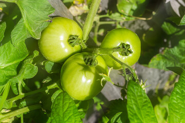 Growing organic vegetables. Organic tomatoes in a farm garden.