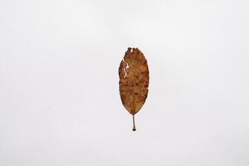 Fototapeta na wymiar High resolution dry herbarium leaves