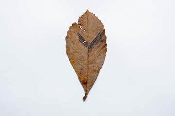 High resolution dry herbarium leaves