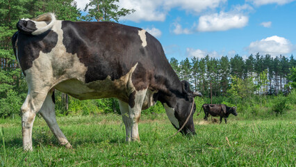 Open farm with dairy cattle on the field in countryside farm. Single cow grazzing on a pasture on blue sky background.