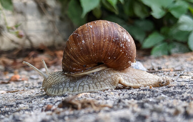 isolated snail on ground