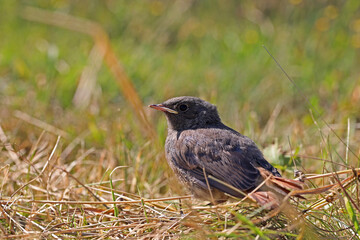 A young chick that recently flew out of the nest