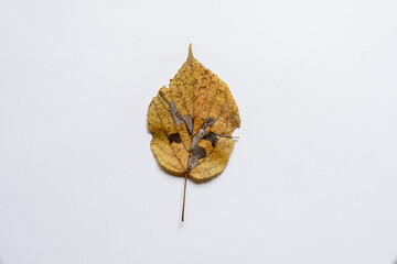 High resolution dry herbarium leaves