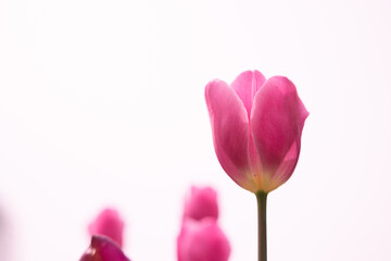 Pink tulip head in focus. Tulip background photo with copy space