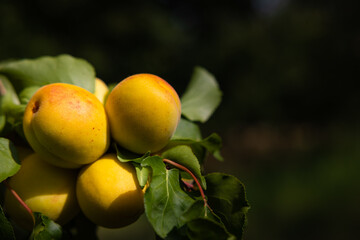 Apricots on the tree. Healthy raw fruits on the branch in focus.