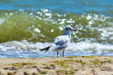 Seagull walking on sandy seashore 