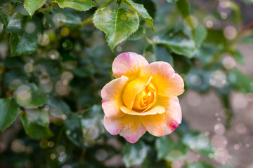 yellow rose in a garden