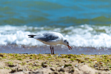 Seagull walking on sandy seashore 