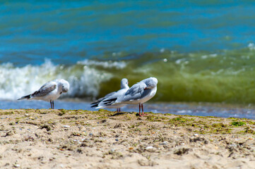 Seagull walking on sandy seashore 