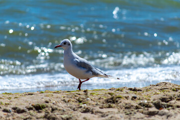 Seagull walking on sandy seashore 
