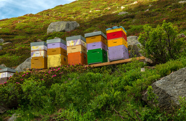 Beehives, Aosta Valley, Italy