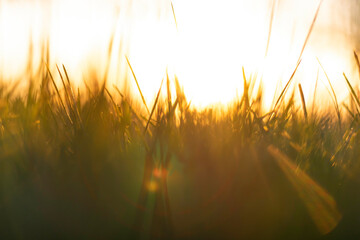 Defocused grasses or crops with sunlight rays at sunset. Nature background