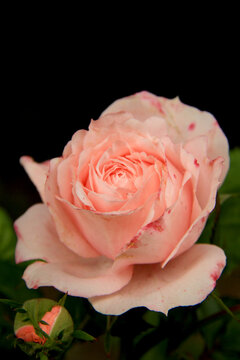 soft peach rose with pink spots on petals