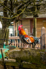 Colorful Rooster closeup in the village yard