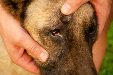 Conjunctivitis of the dog's eye with white discharge. Medical care for pets.