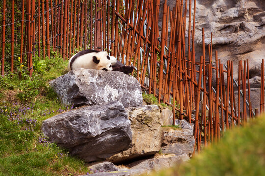 Giant Panda sleeping, lying down near bamboo fence