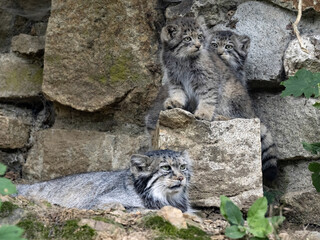 Female Pallas´ cat, Otocolobus manul, with two cute cubs.