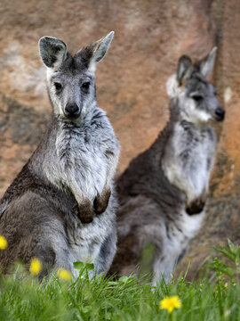Common wallaroo, Macropus r. robustus, sits and observes the surroundings
